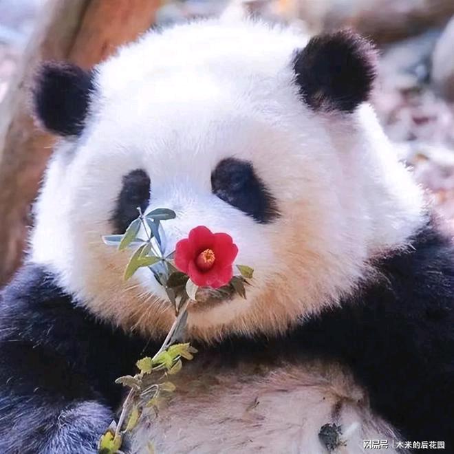 养儿方知读书少头像