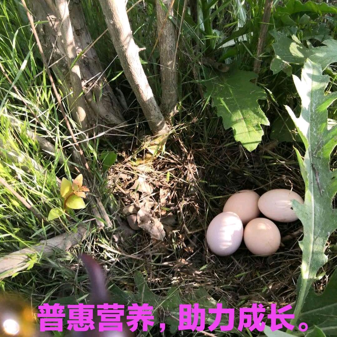强哥讲蛋鸡