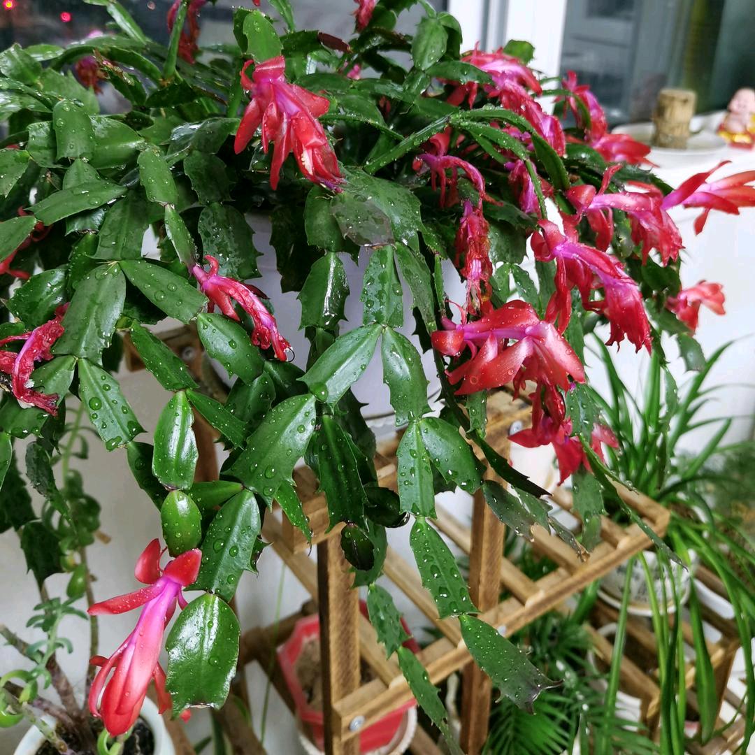 燕姐园林绿化