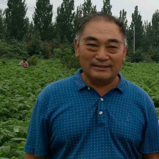 青岛森源富昌杂交构树繁育基地