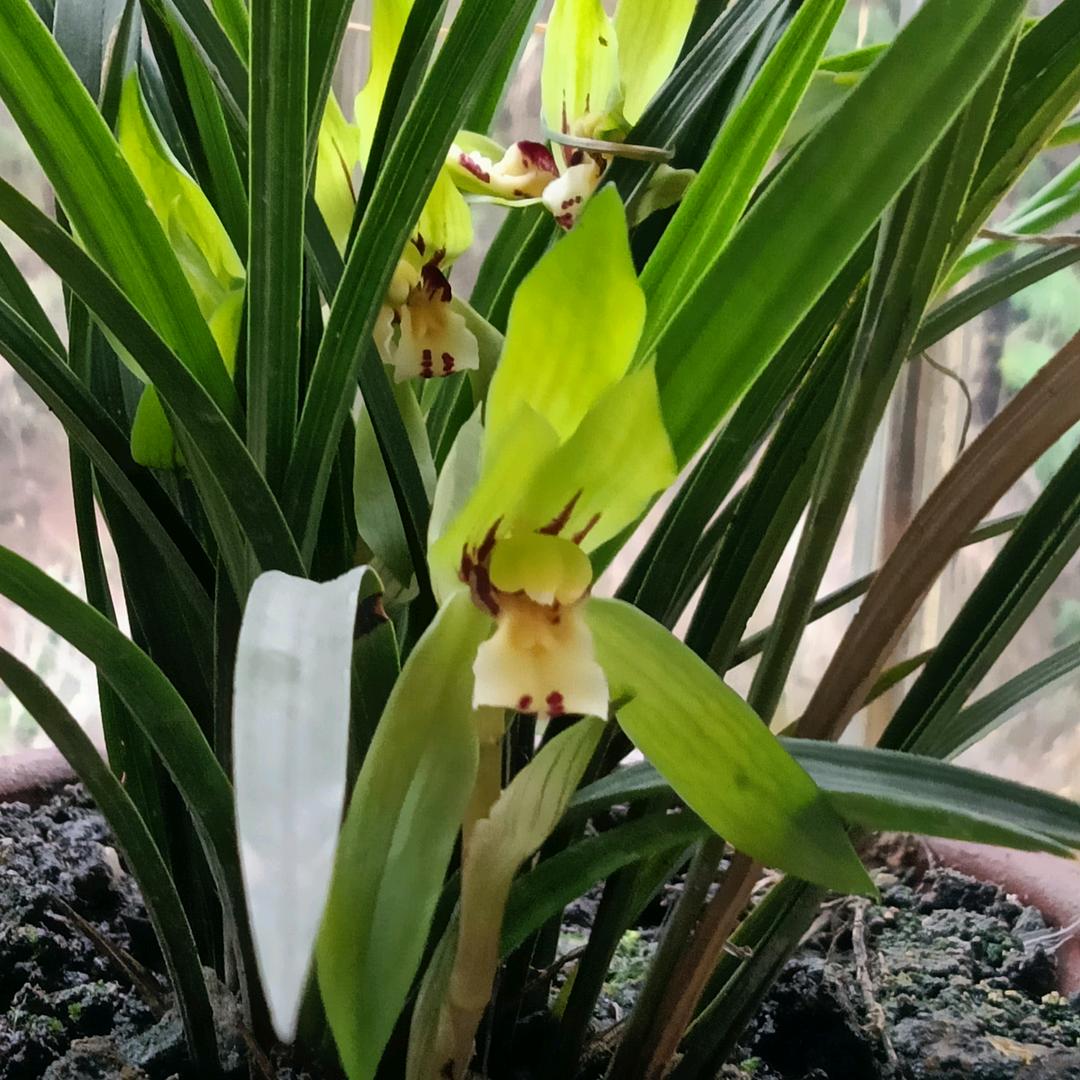 银花