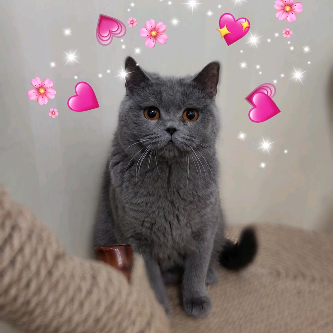 哇哇哇🐈 来福是只喵🐈