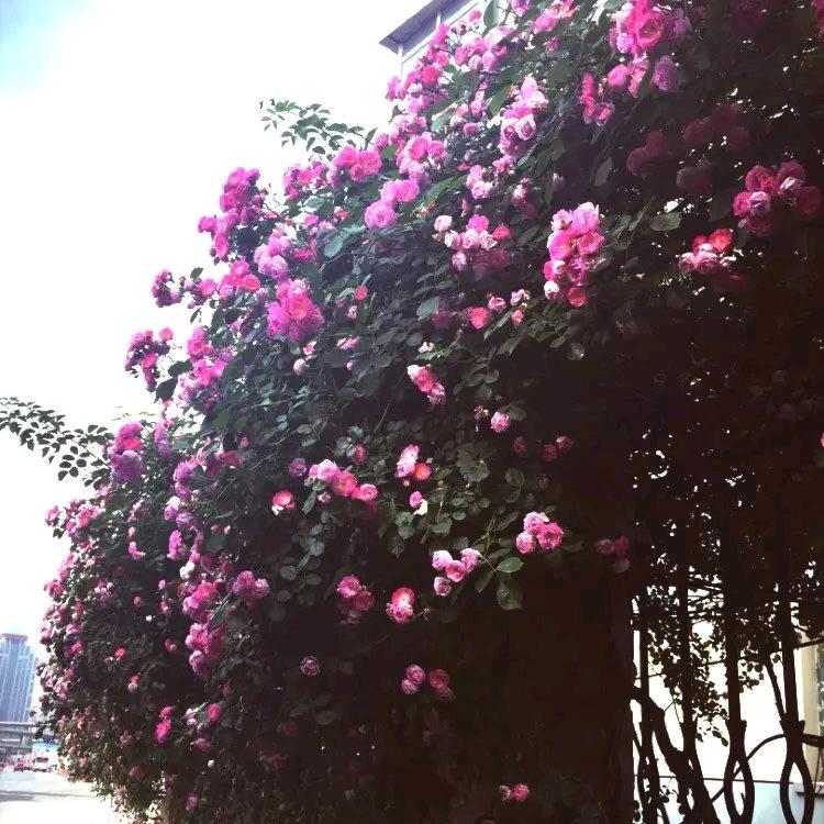 🌈喜喜蘑菇
