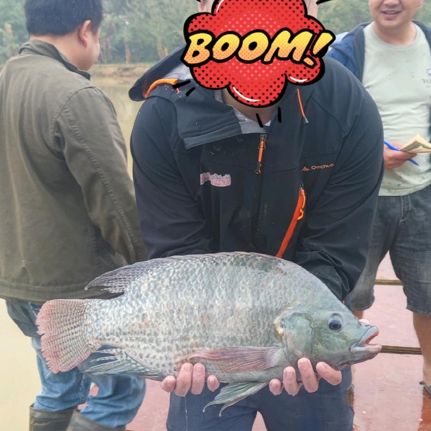 飞宇（噢耶）