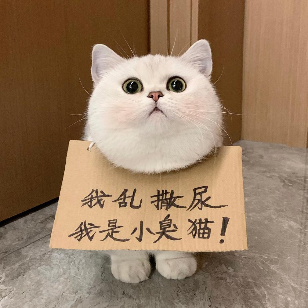Tiffany头像
