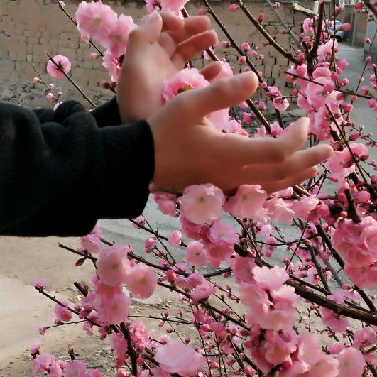 小马