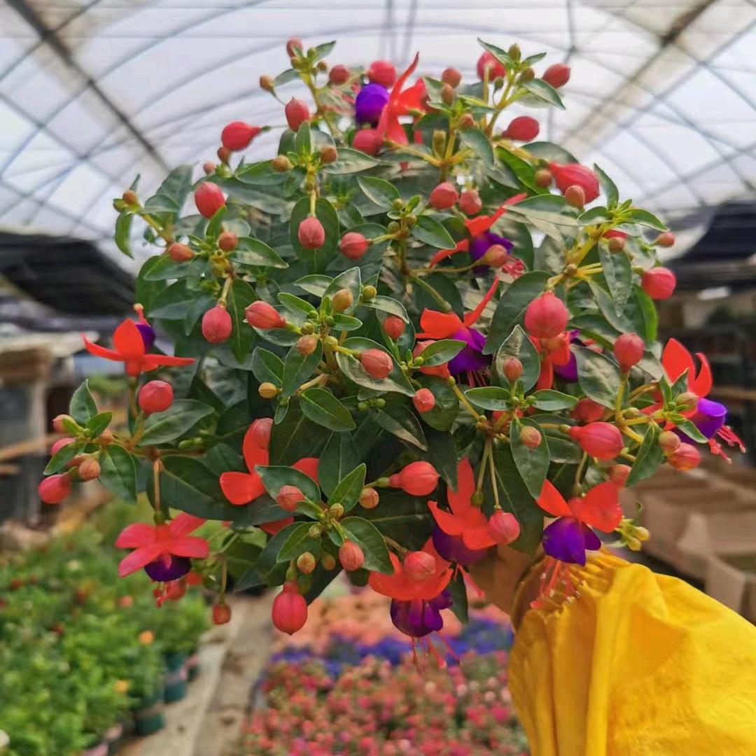 霸王龙虾