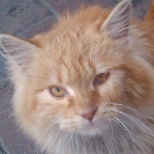 ☀️☀️白白猪☀️☀️