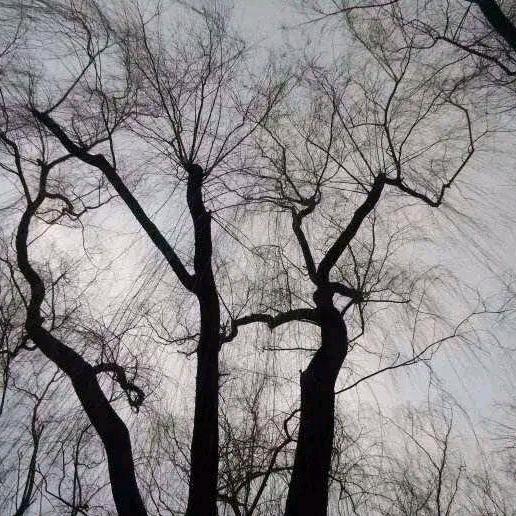 彩秋