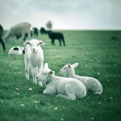 朝歌牧羊人小臧