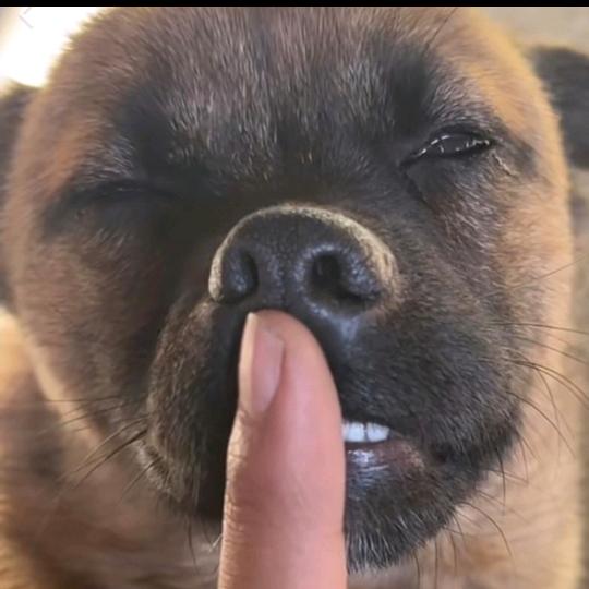 可悲 可叹 可笑