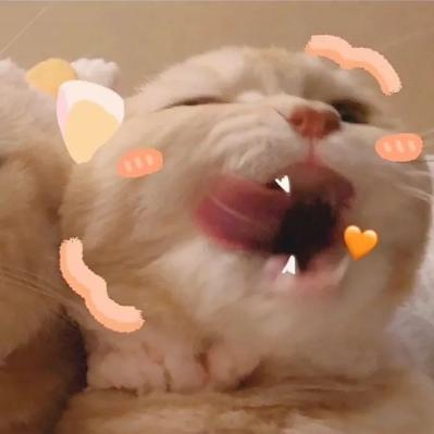 猫酱