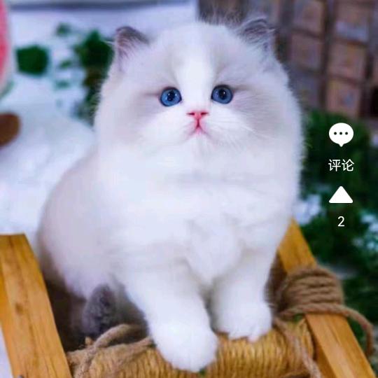 风雪夜归人