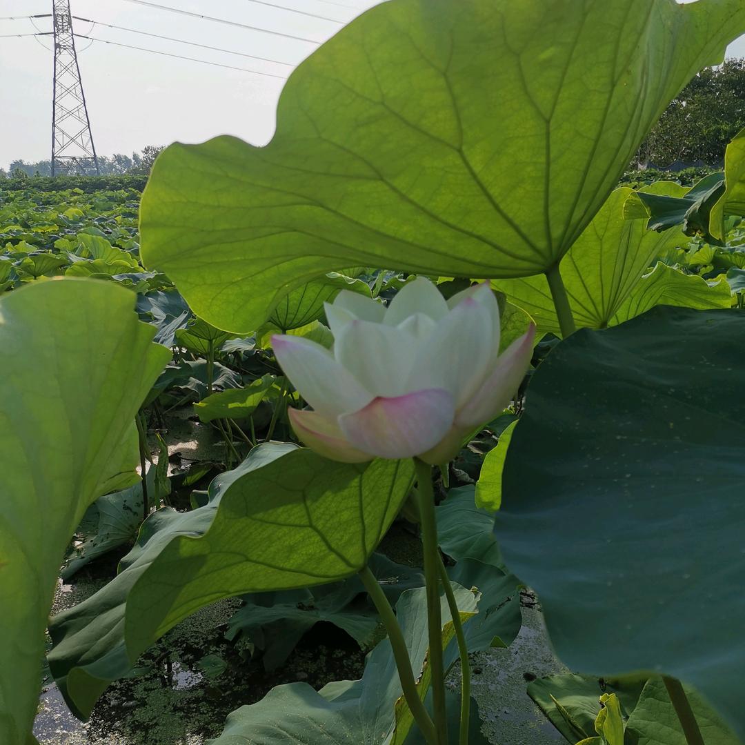 田艳萍