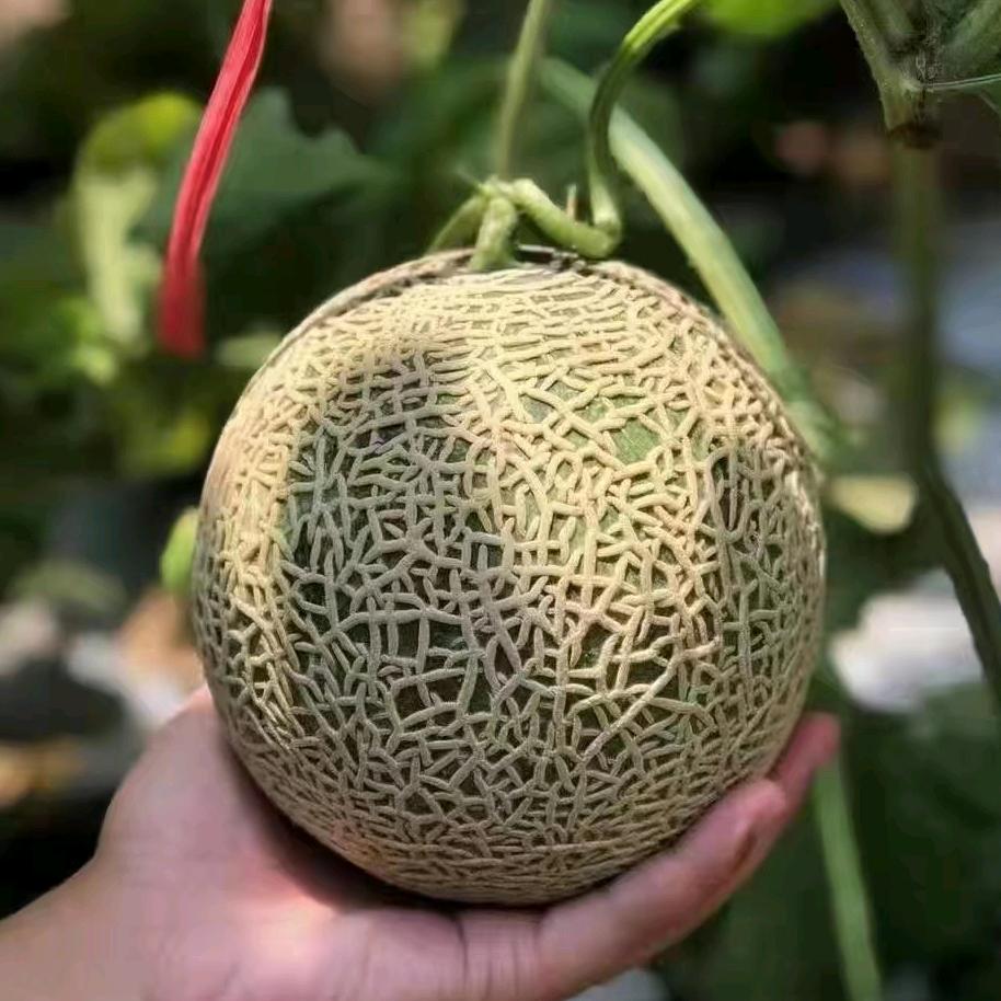 周小贝海南开心小吃货商贸有限公司蔬菜制品专卖店