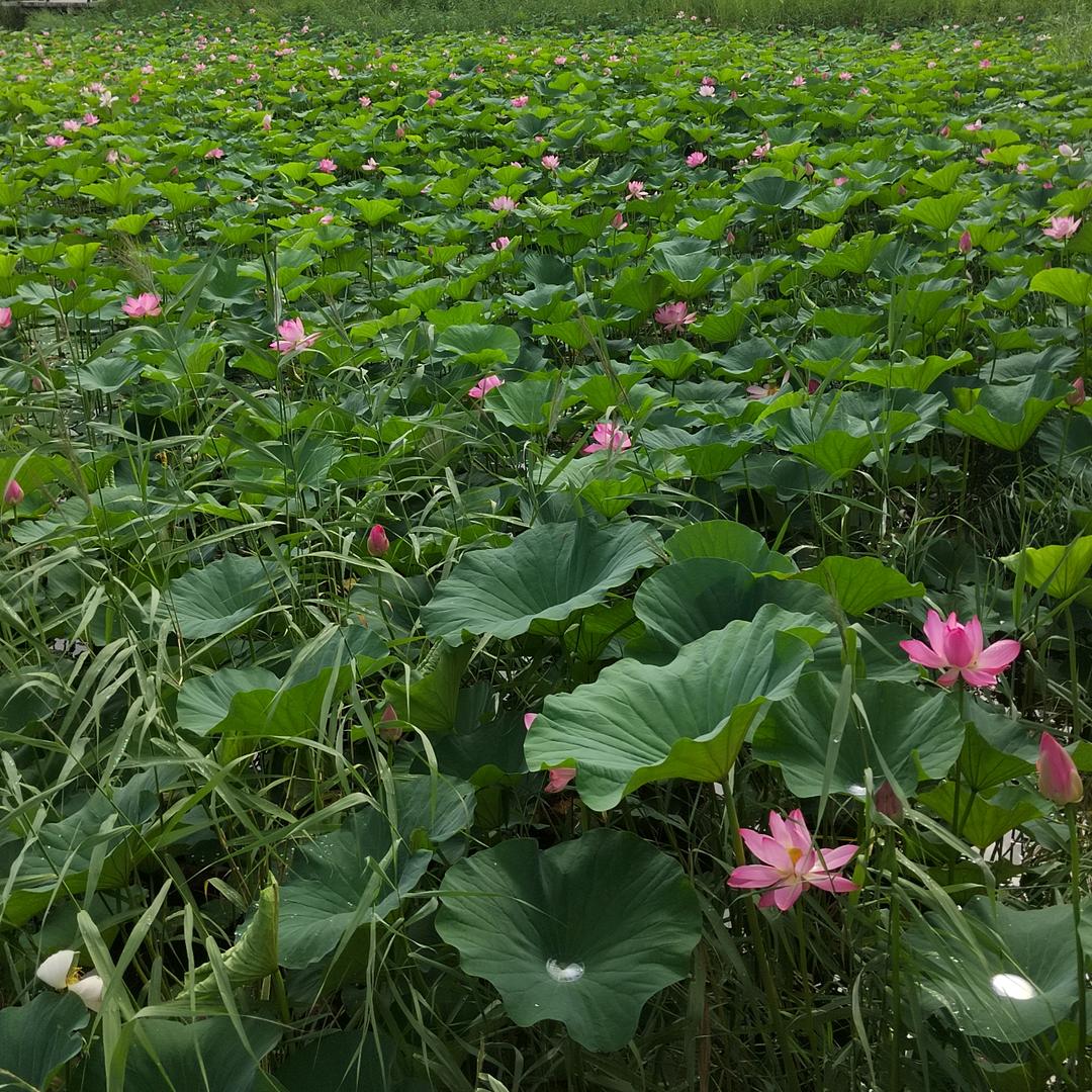 新房二手房 夏天