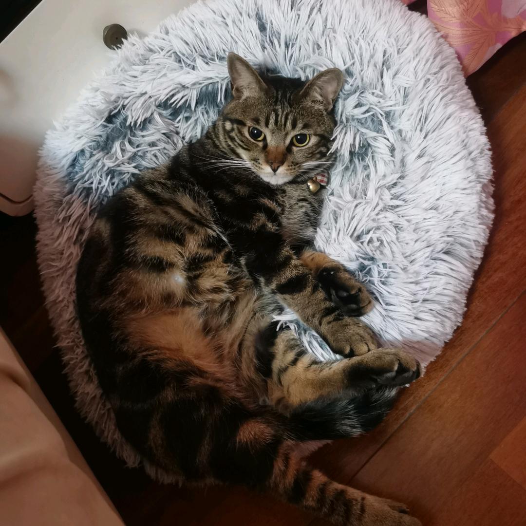 接电话的圈圈