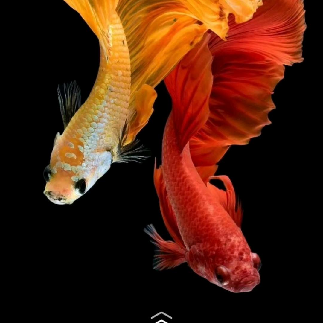 张张♥(｡￫v￩｡)♥自喜🍁🍁🍁