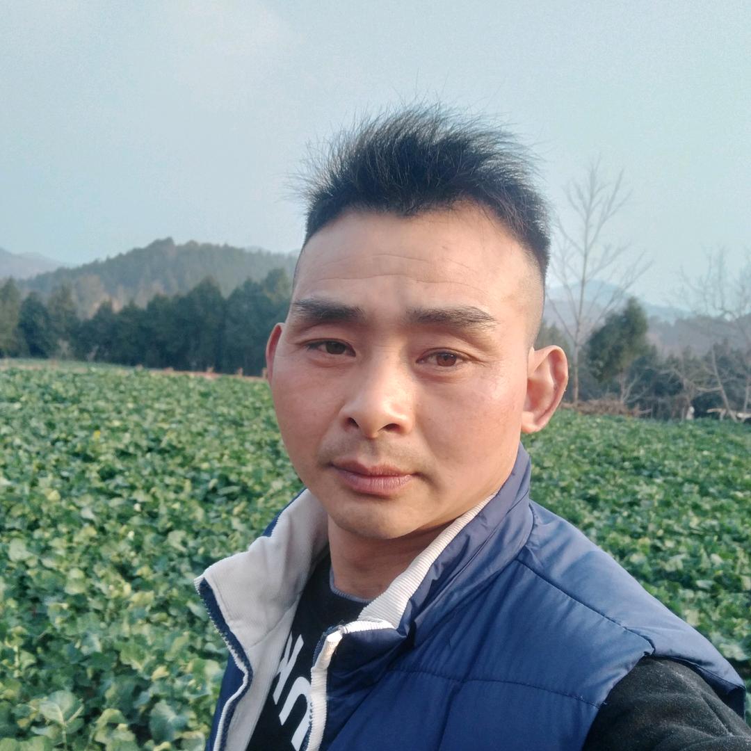 四川三台，蒋鸽