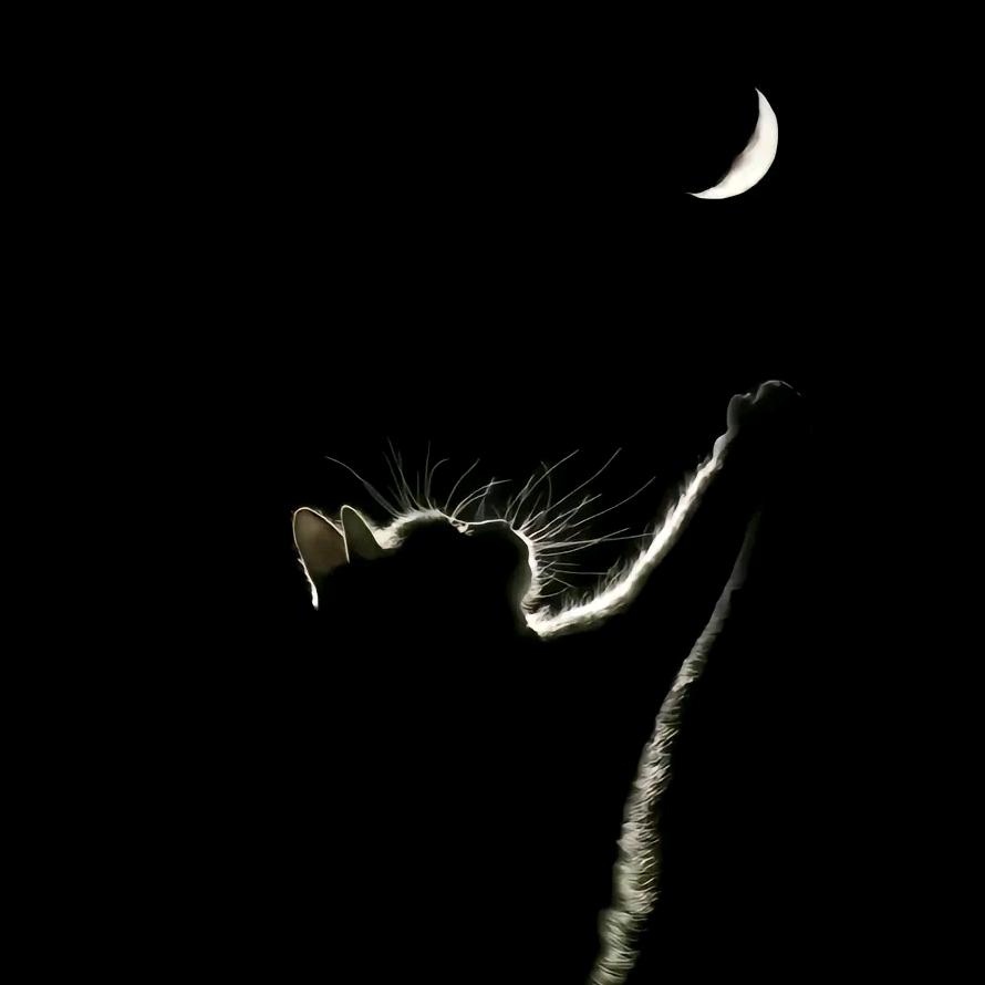 石头山上的猫