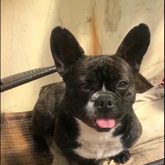 一个大黑耗子成功逆袭的故事