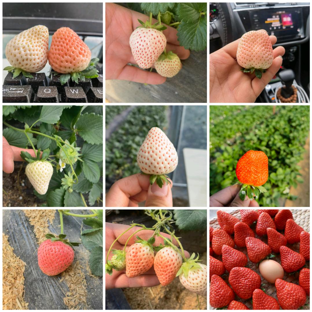 乐之航草莓园(电商供货）电商代发