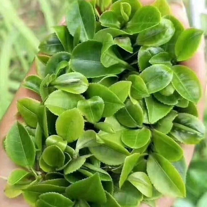 茶王子