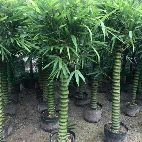 珊珊绿植园艺