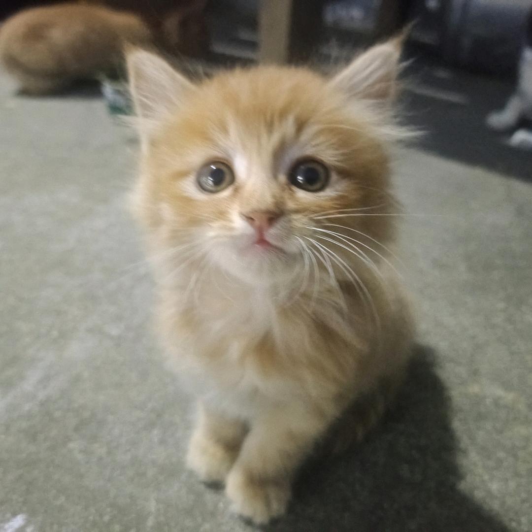 专业生产销售高端海运防锈蜡防护蜡