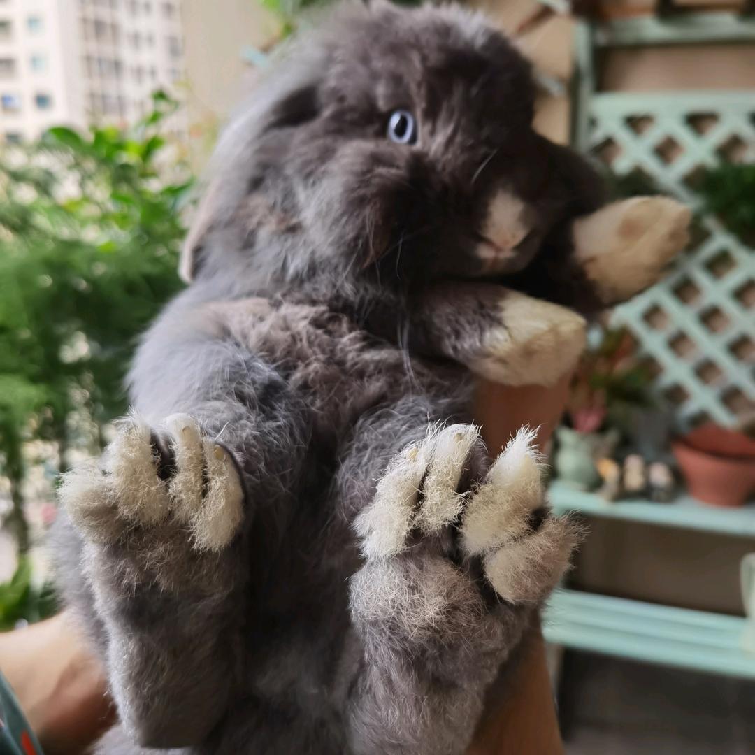 悠悠兔