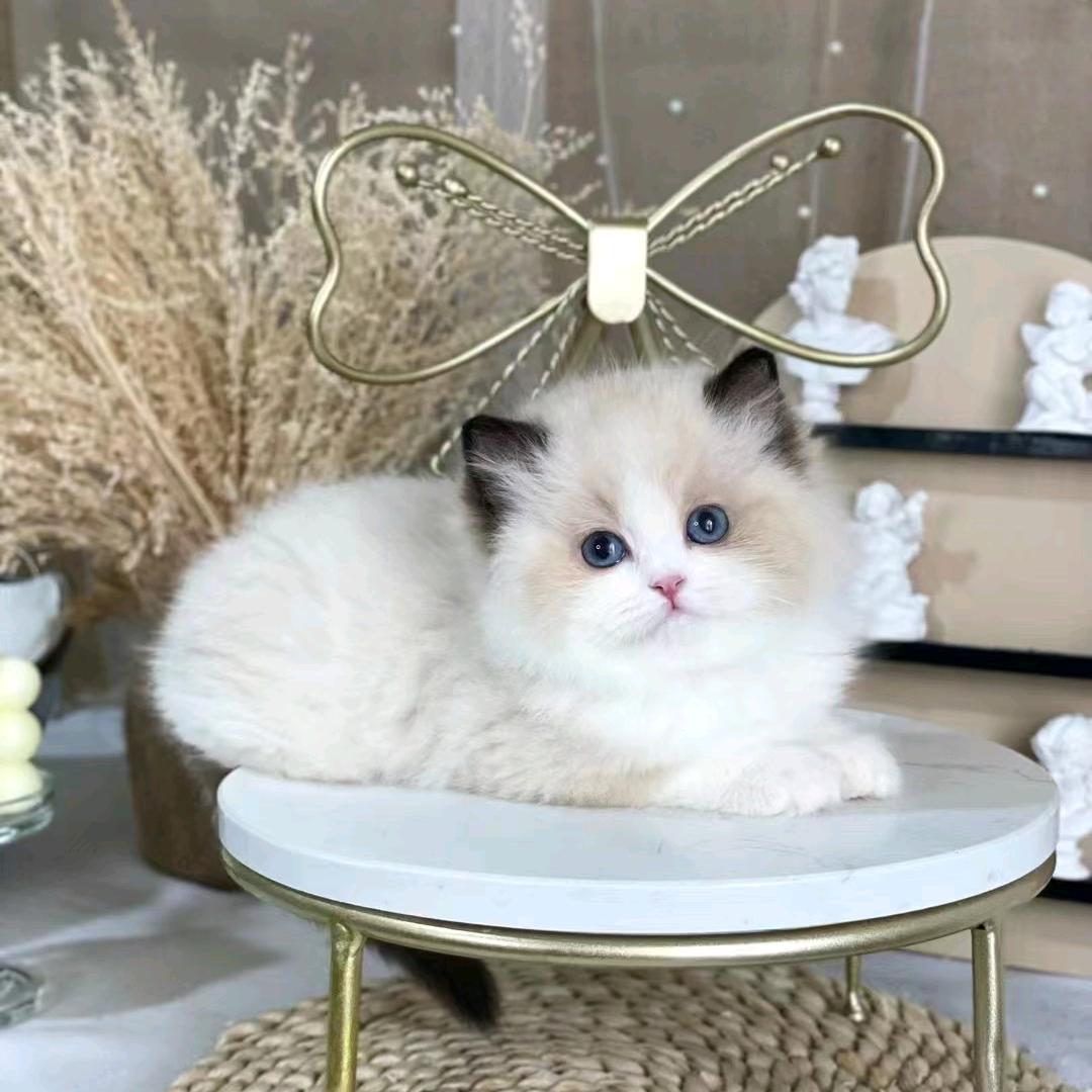 清毛虎财源滚滚