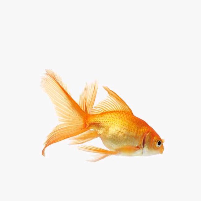 小金鲤
