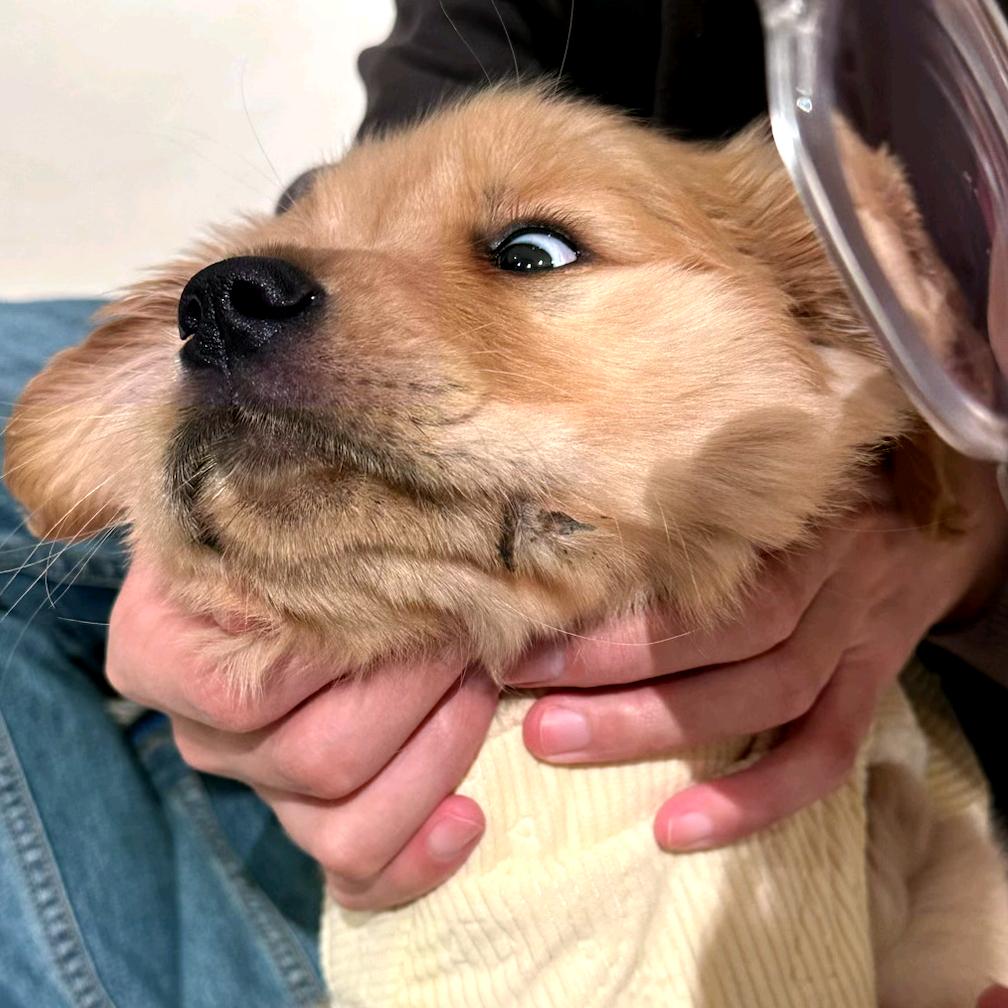 发财是条大馋狗