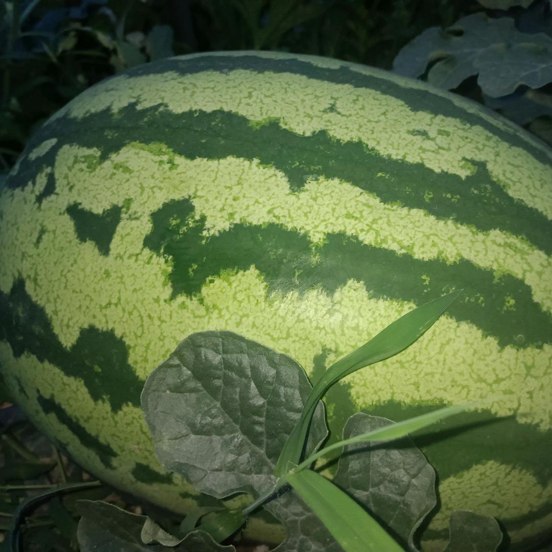 西瓜种植户