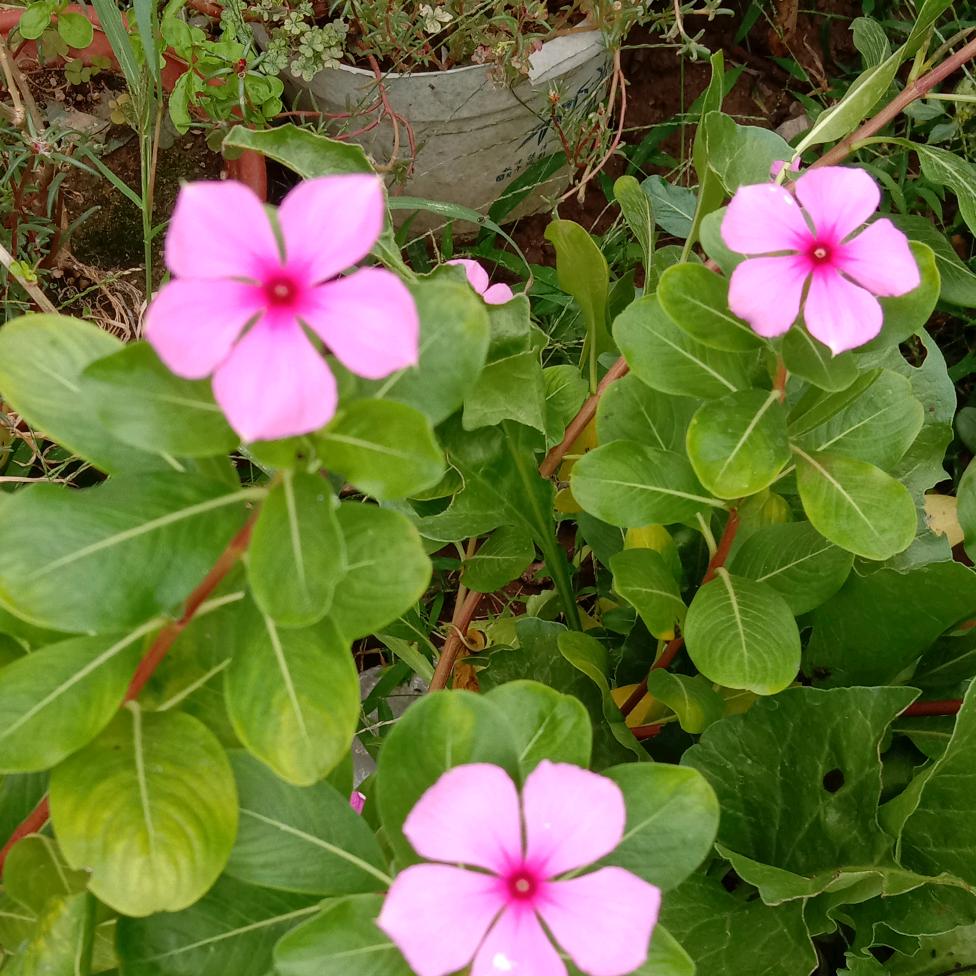 怒放的梅花