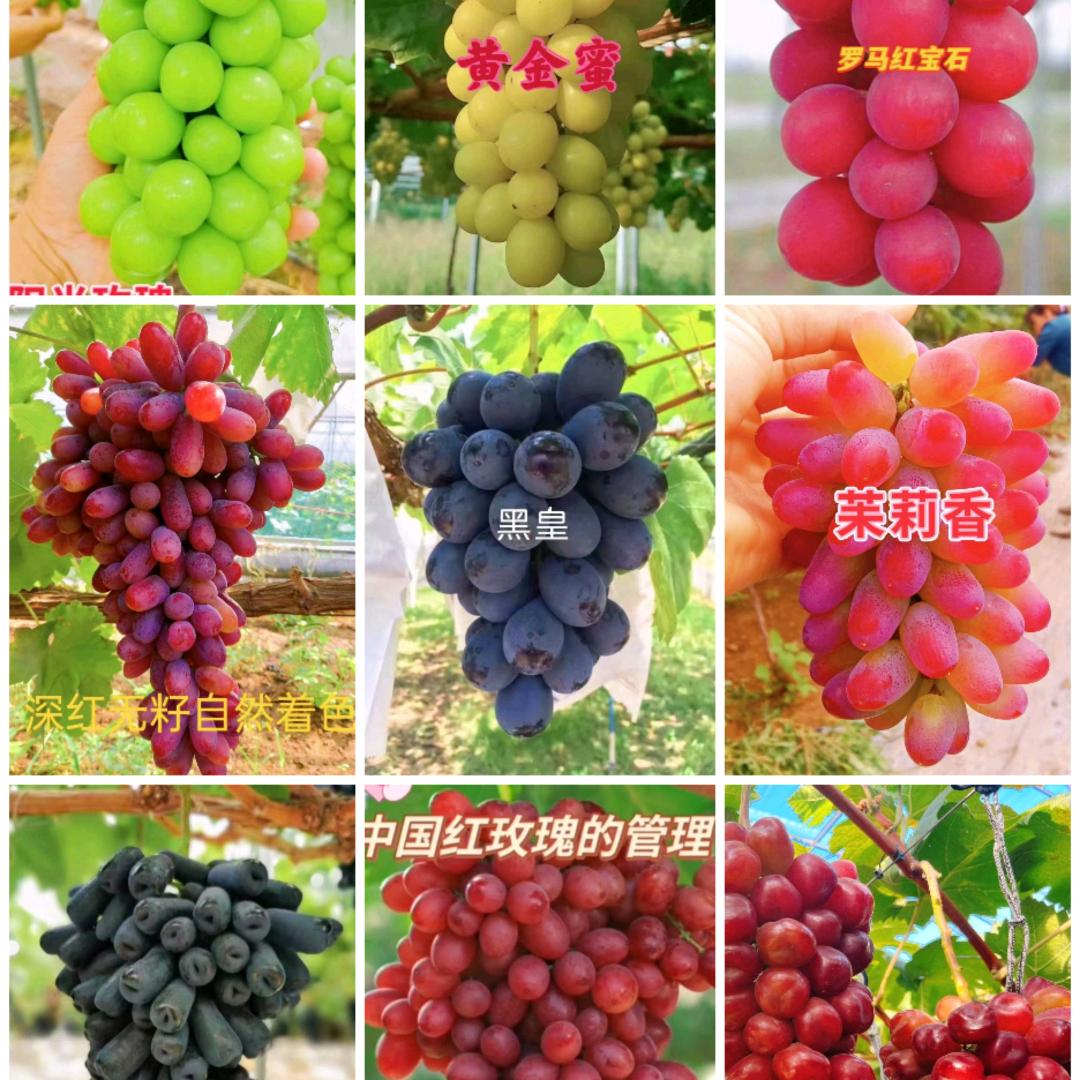 小娇优质葡萄苗