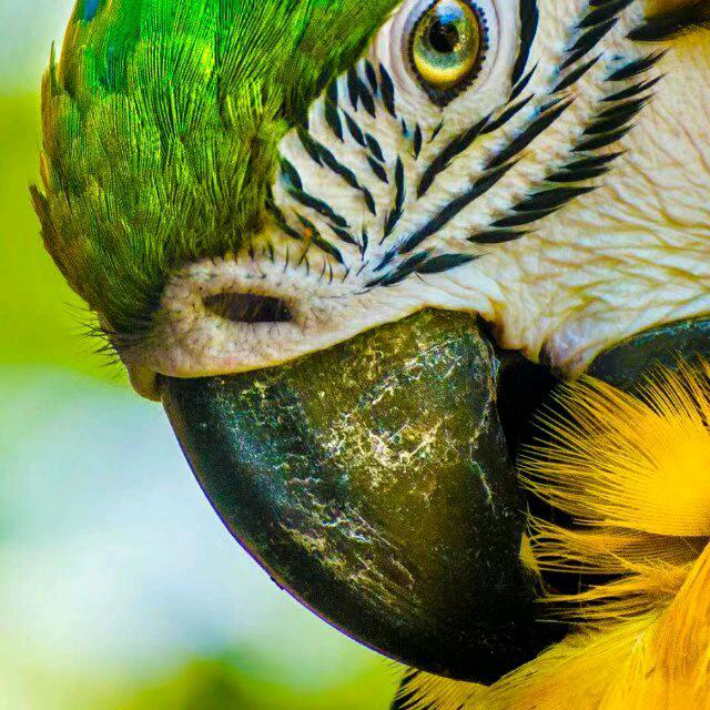 四安正大。大名。正候