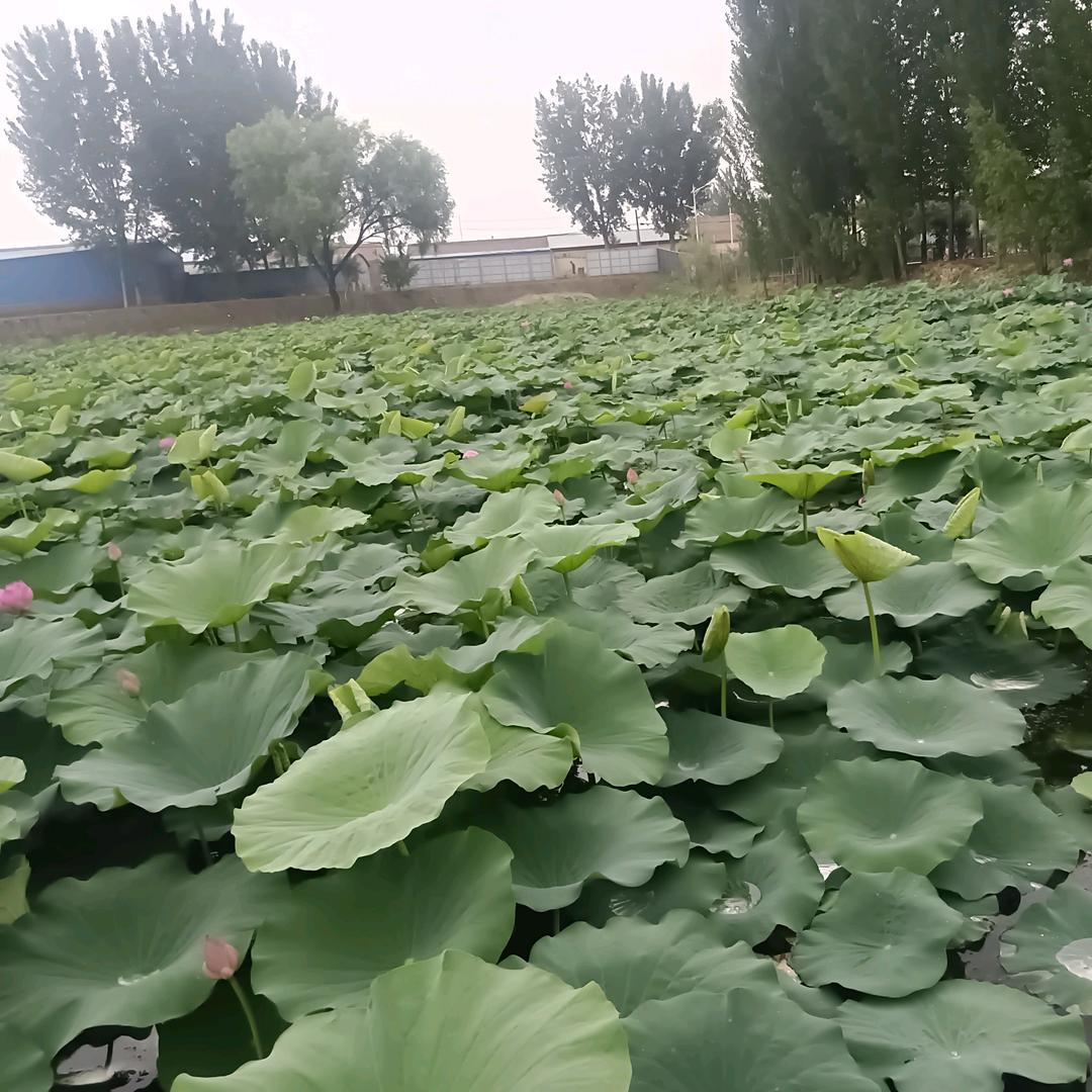 低调做人，高调做事。