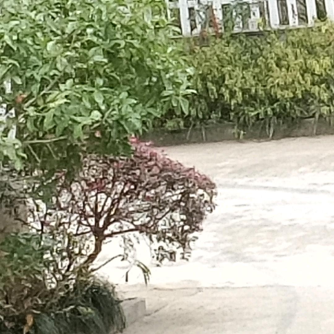 九离