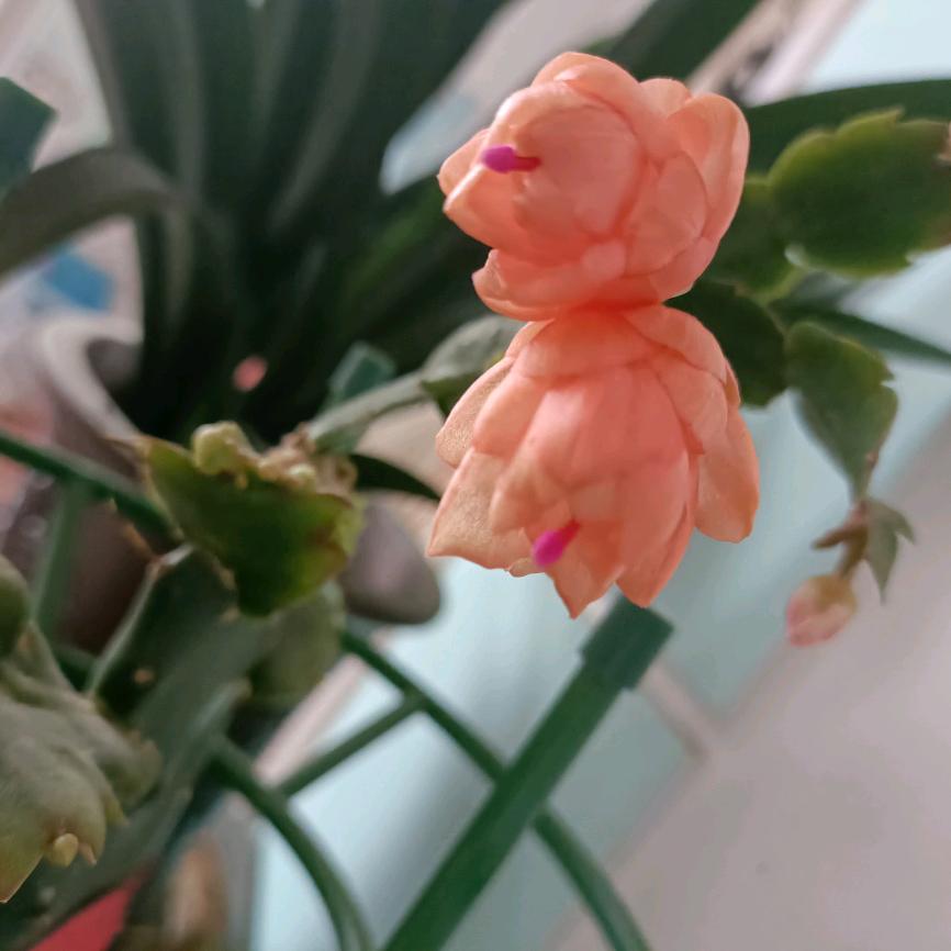 颜熙