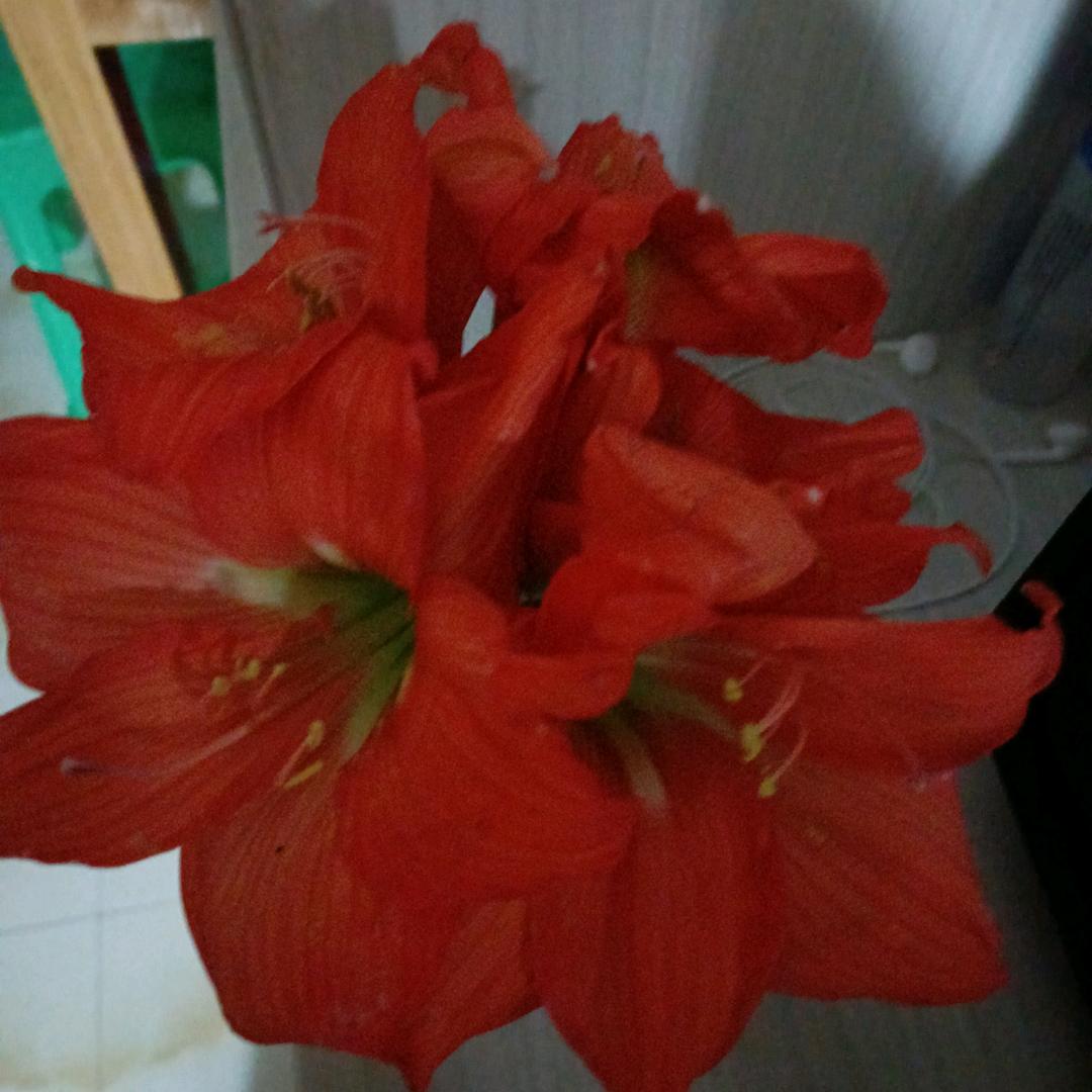三月桃花香