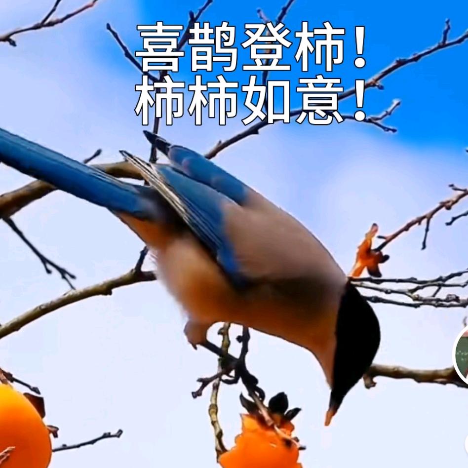 林丹妙要