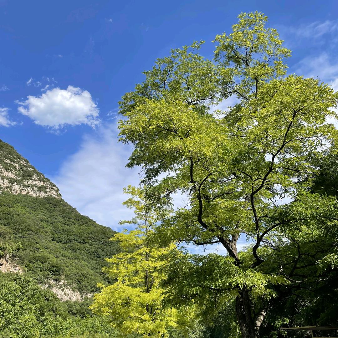 萆山客