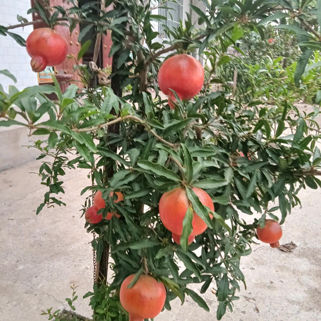陕西渭南大荔L