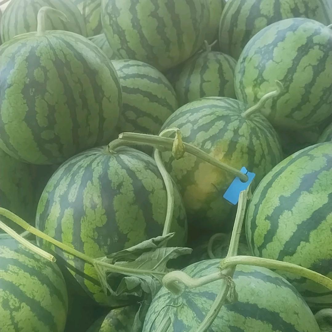 卖西瓜的姐姐（南汇）