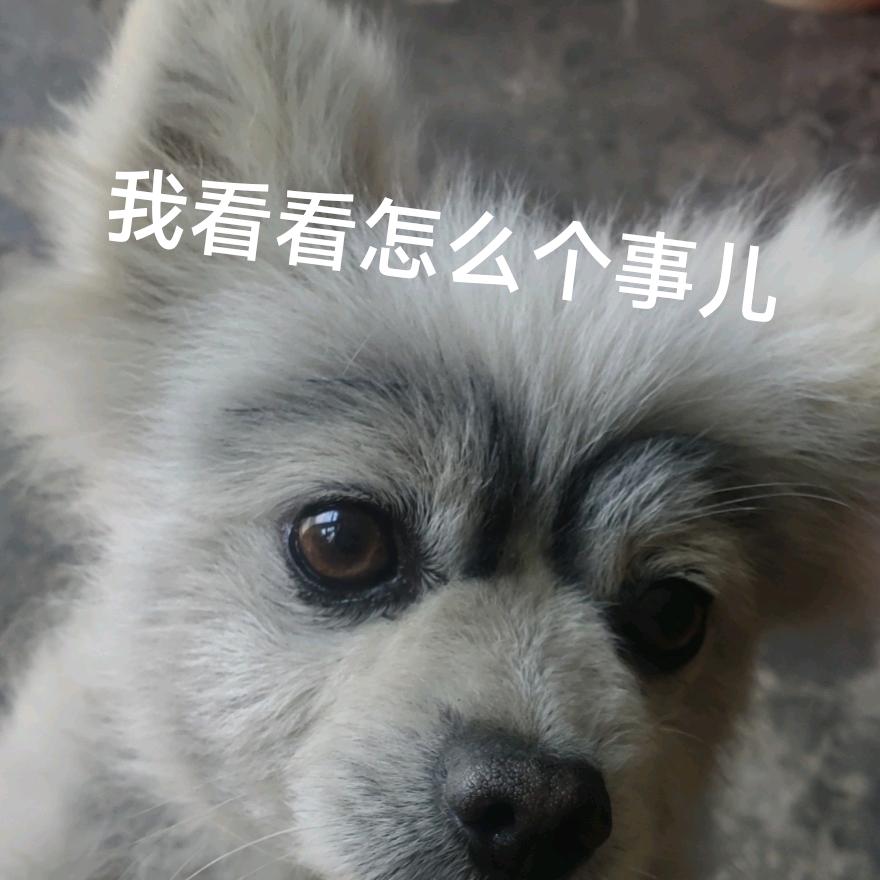 修狗小白