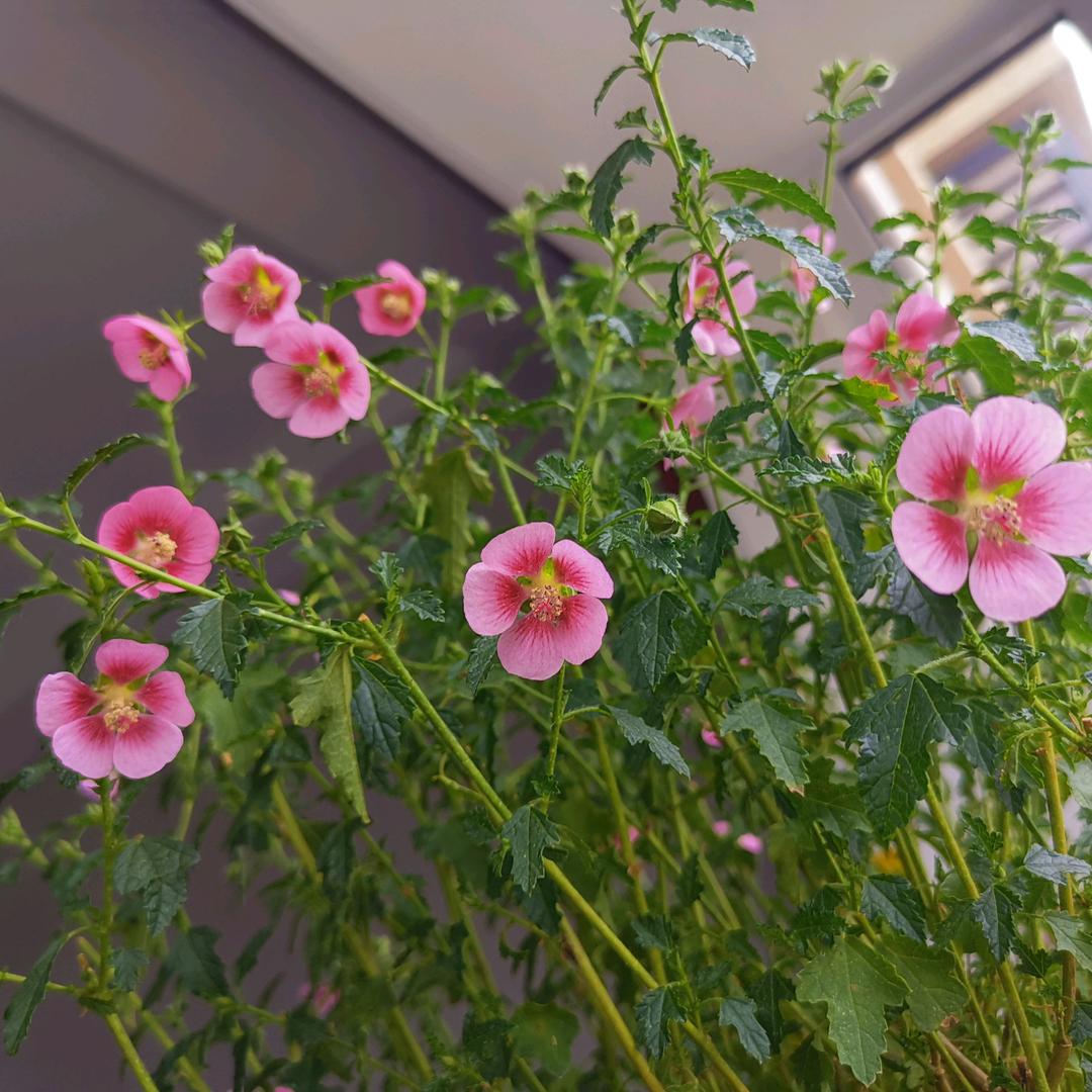 依依