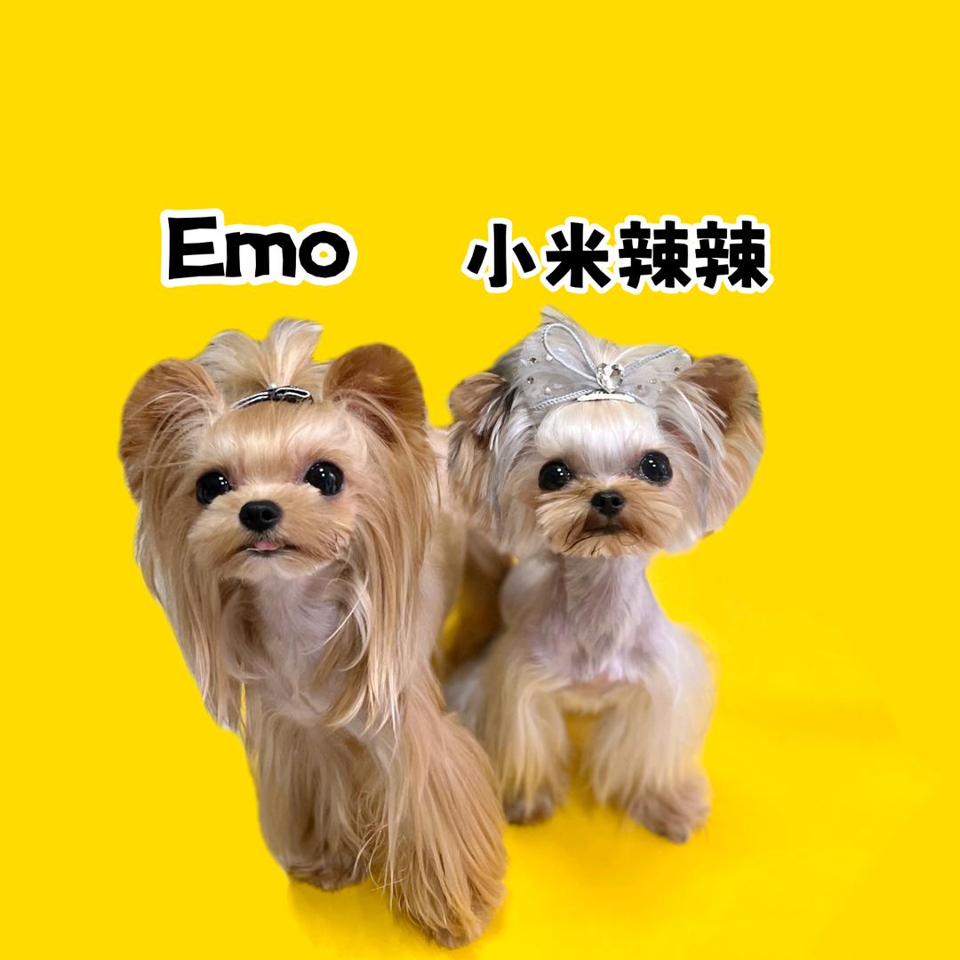 七不饱