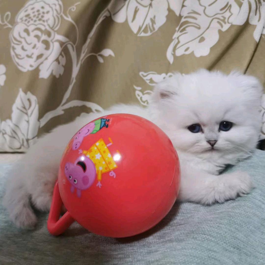 艾鱼🐟