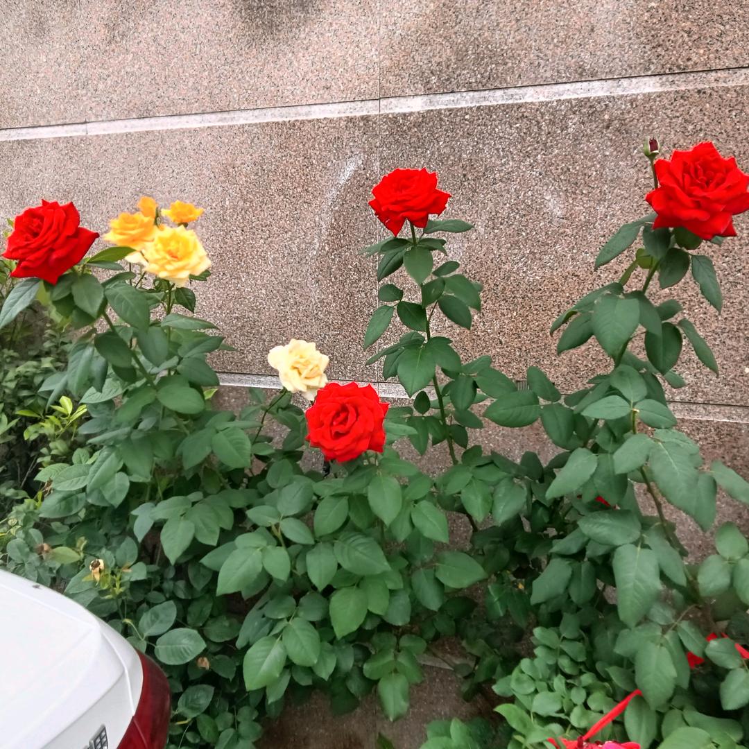 可有可无，